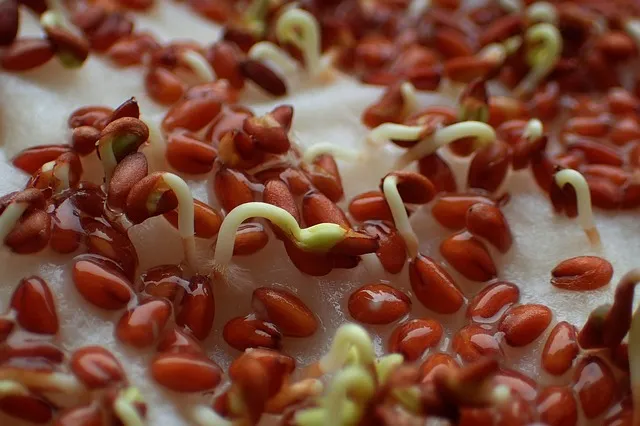 cress seeds starting to germinate.jpg