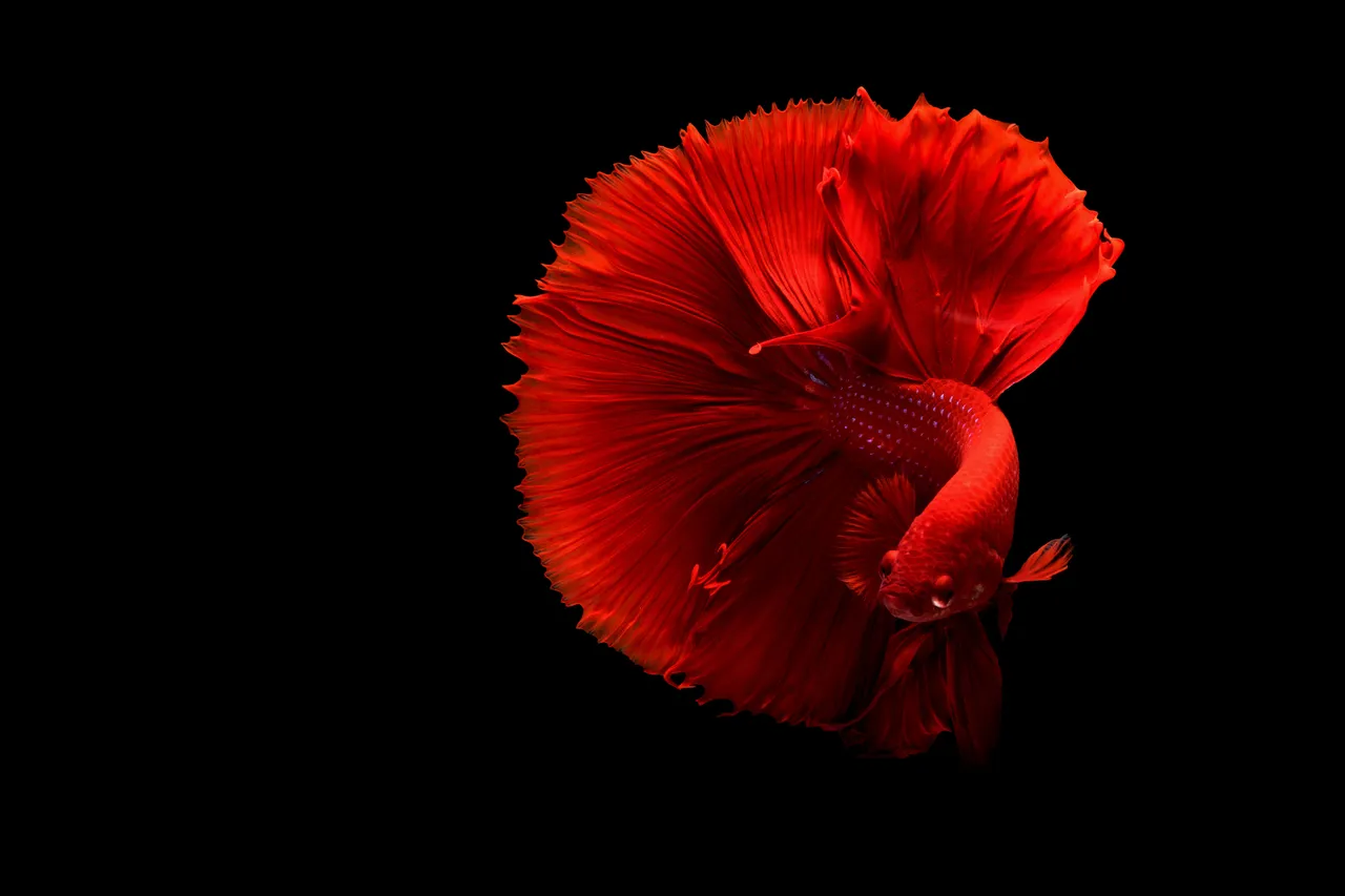 4k-wallpaper-android-wallpaper-art-325044.jpg