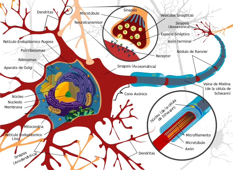 800px-Complete_neuron_cell_diagram_es.svg.png