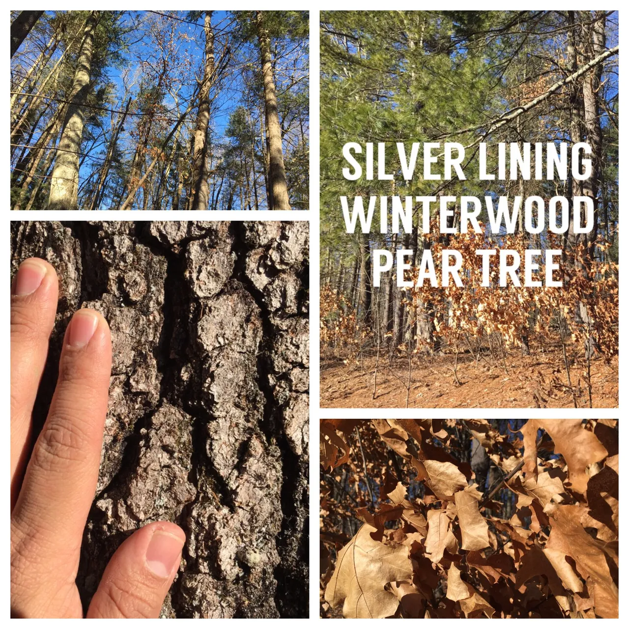 https://d1vof77qrk4l5q.cloudfront.net/img/rubenalexander-poem-silver-lining-winterwood-pear-tree-n7svdgzp-1547319186872.jpg