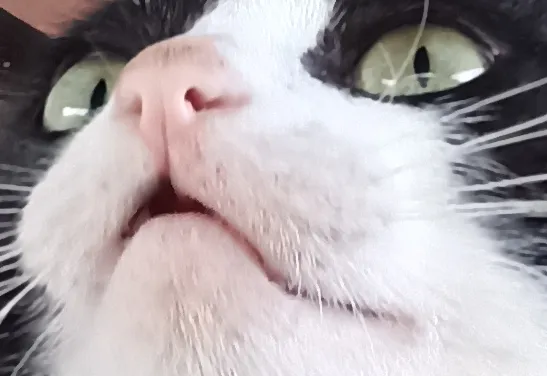 gatoops.png