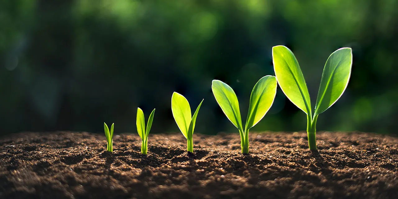 growth-plant.jpeg