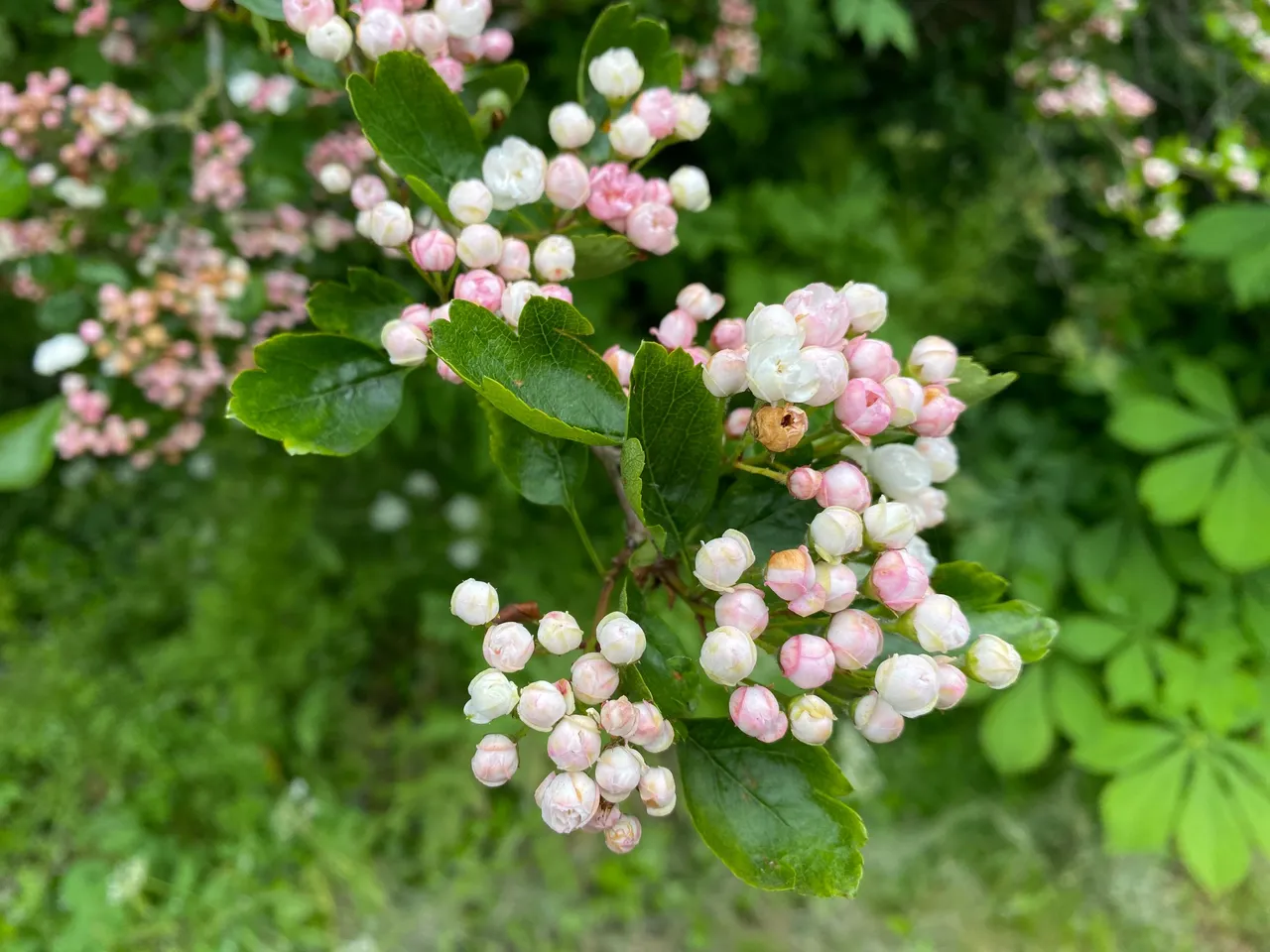 IMG_9236.jpeg