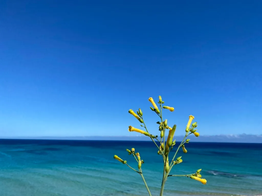 C3C36FA0-CF54-4224-B332-CF06FD67559C_1_105_c.jpeg