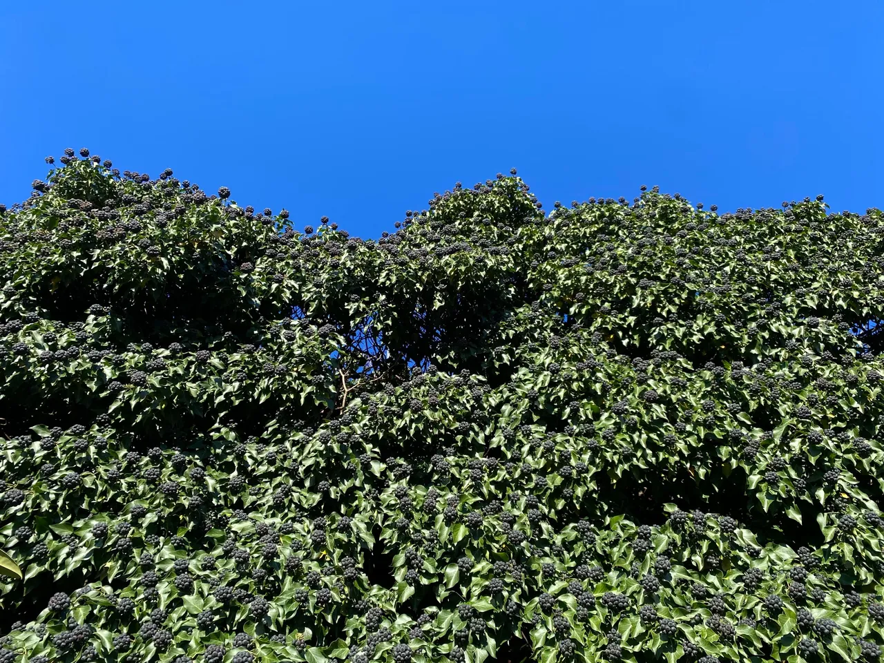 IMG_0699.jpeg