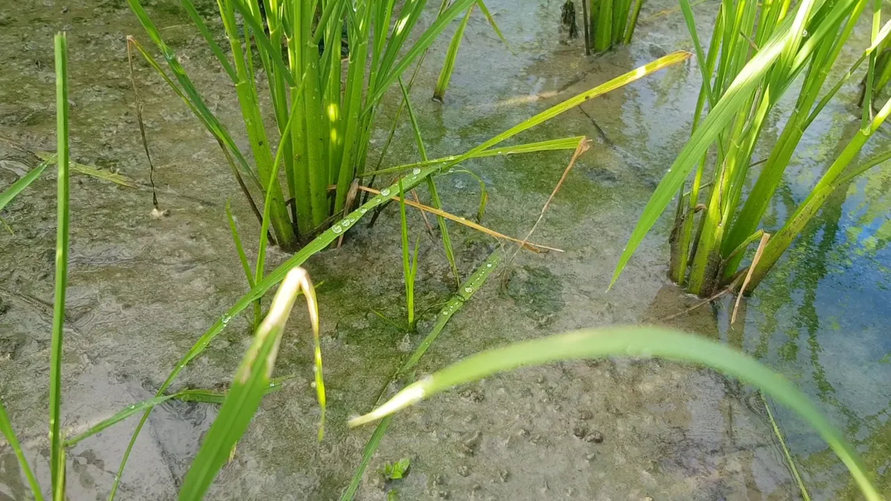 VideoCapture_20220722-140807.jpg