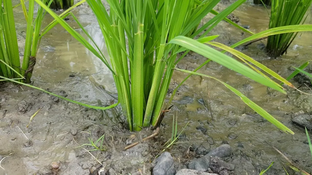 VideoCapture_20220720-152846.jpg