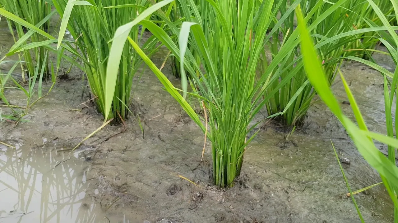 VideoCapture_20220720-152904.jpg