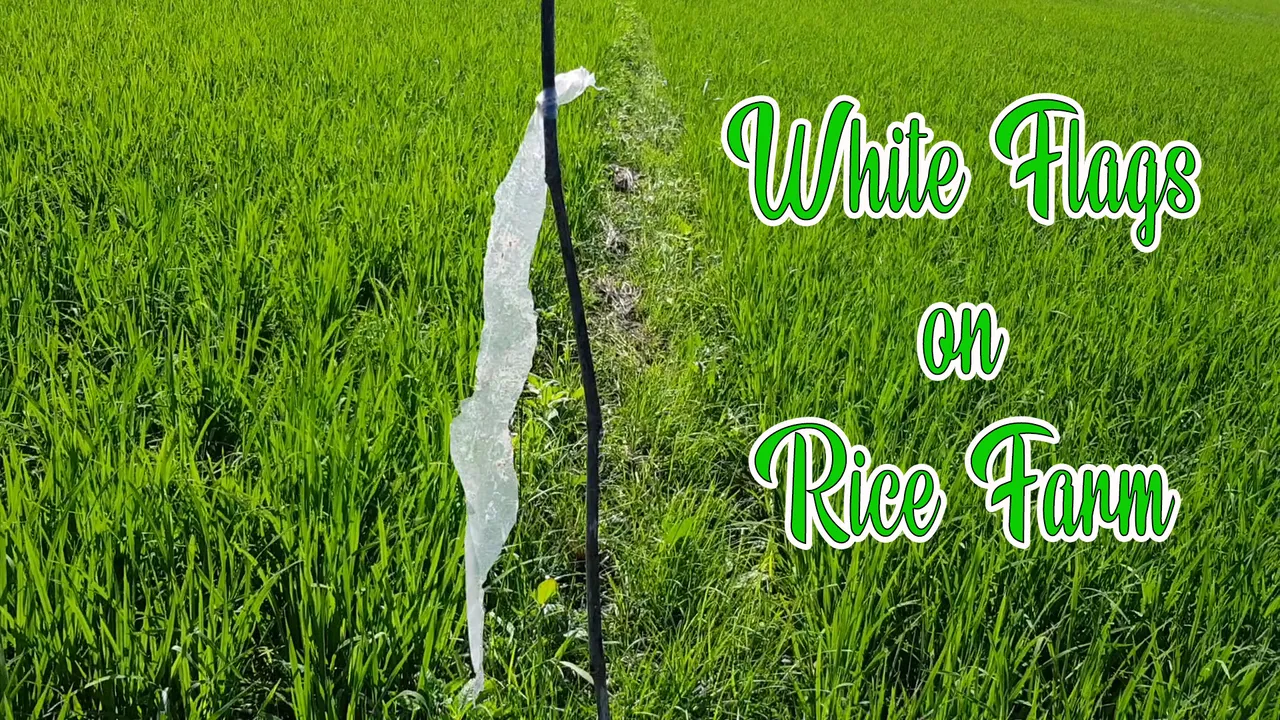 White Flags on Rice Farm.png