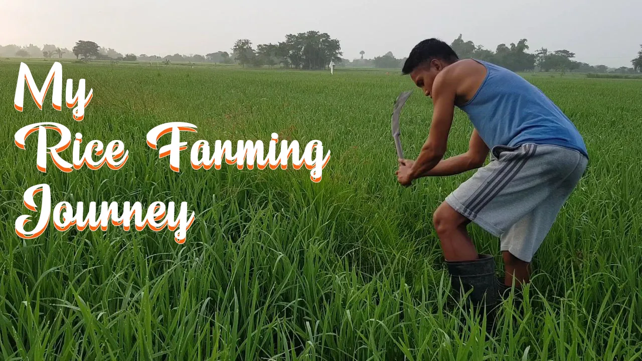 Rice Farming.png