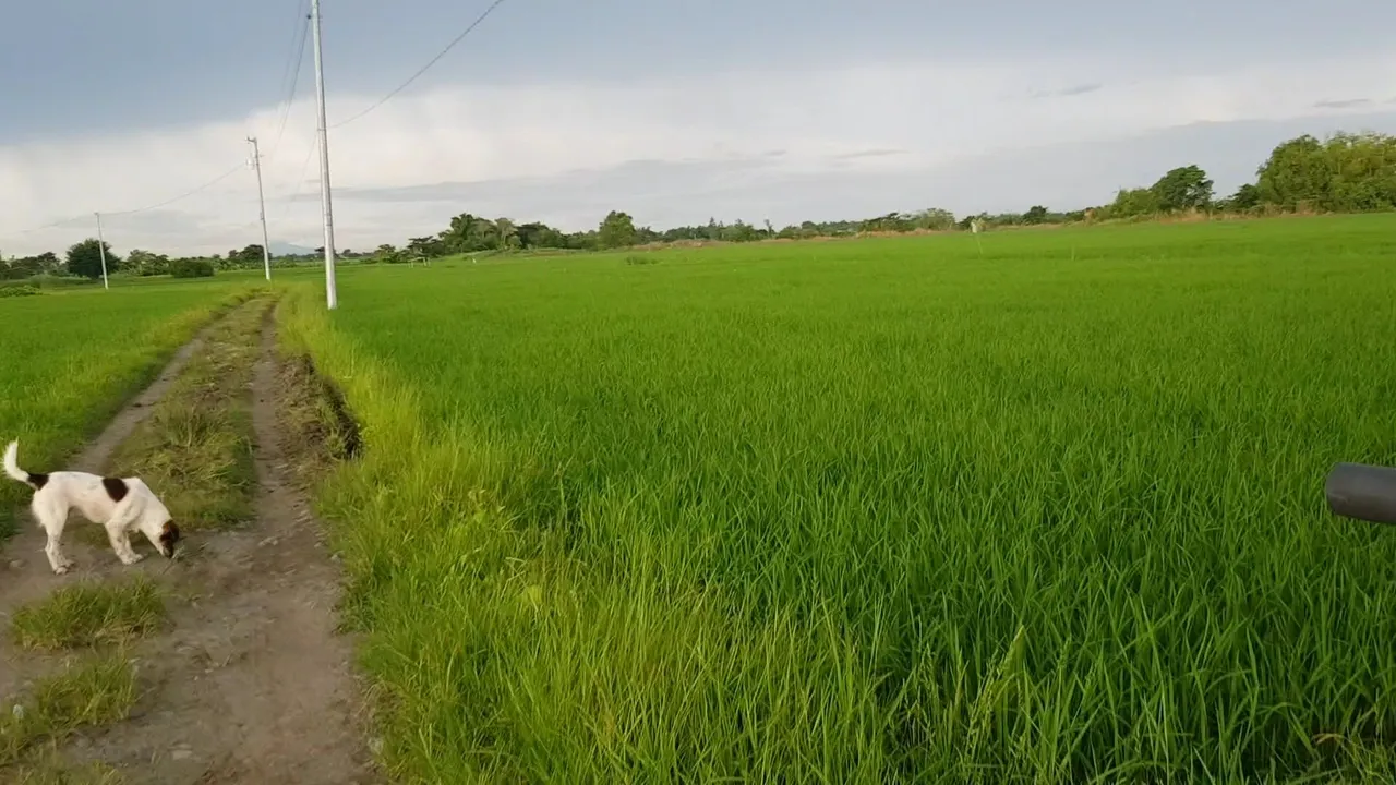 VideoCapture_20220720-151226.jpg