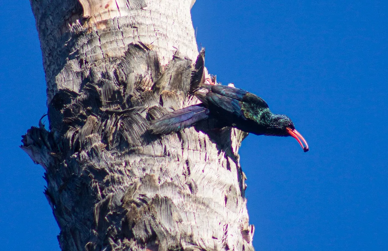 Green Wood Hoopoe1.jpg