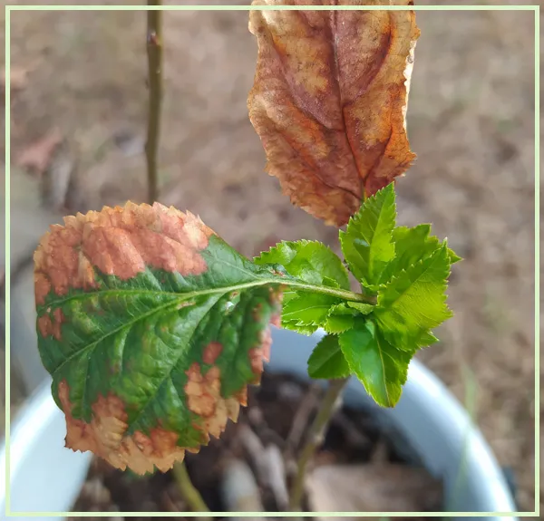 Apple stem 2.jpg