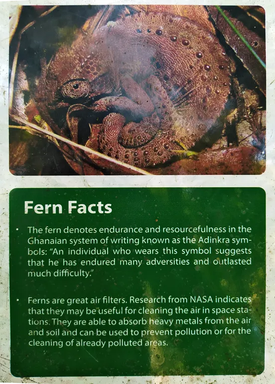 Ferns Chameleon Sign.png