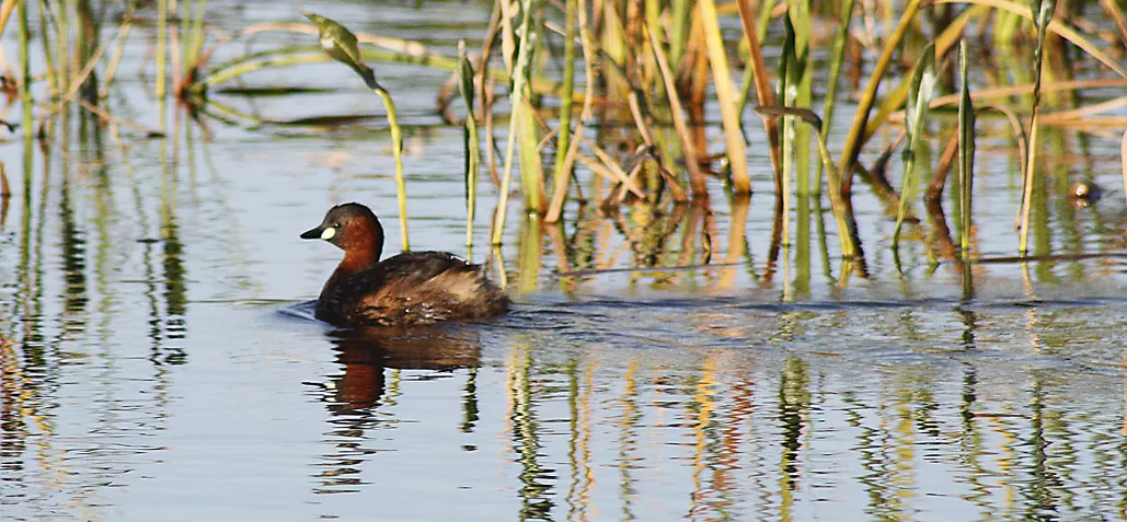 Dabchick.jpg