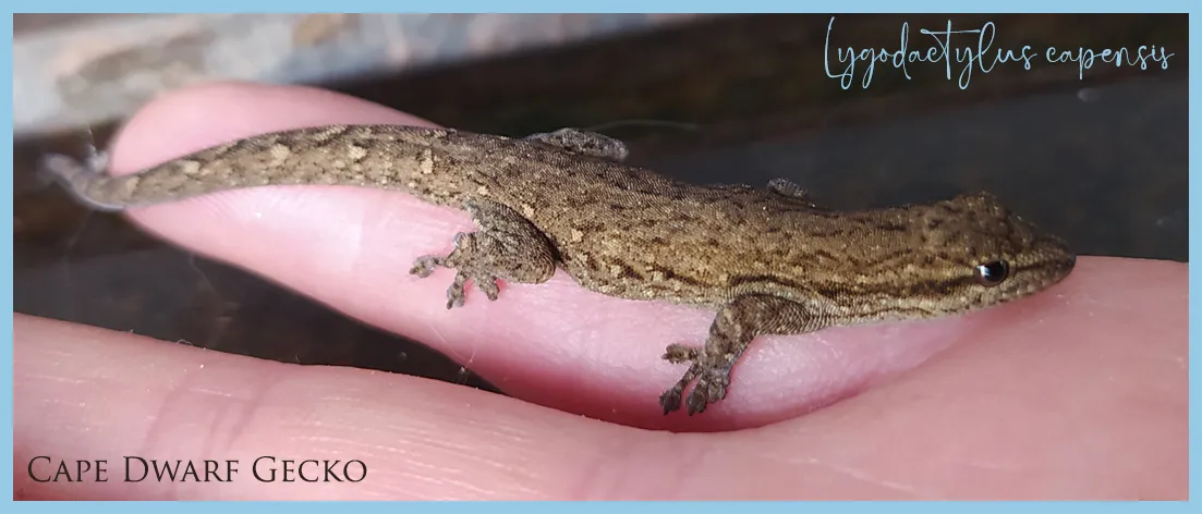 Lygodactylus on my hand.jpg