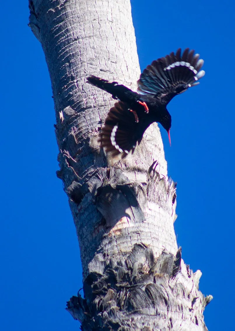 Green Wood Hoopoe2.jpg