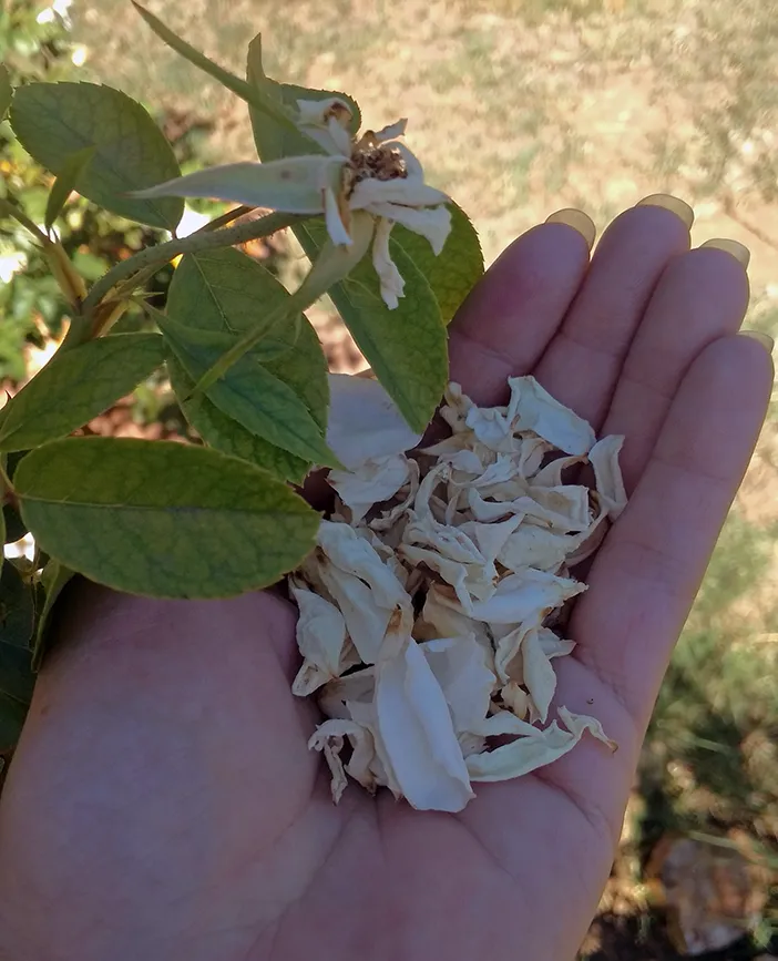 Rose Petals1.png