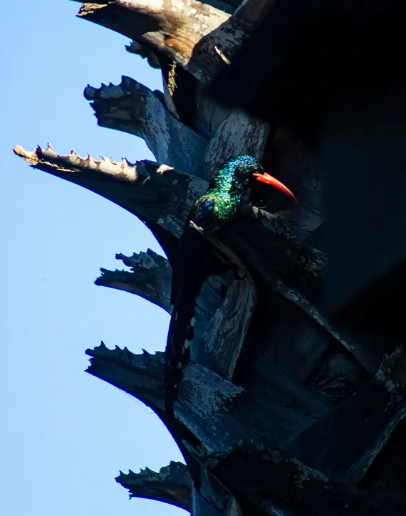 Green Wood Hoopoe3.jpg
