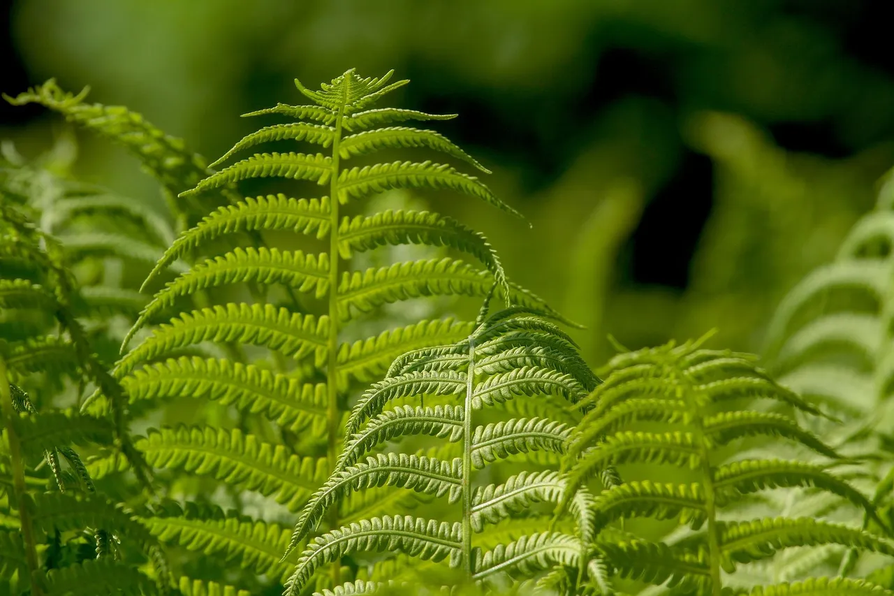 ferns-3378058_1920.jpg