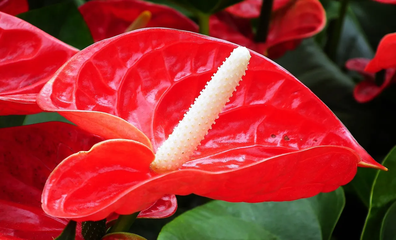 anthurium-5215415_1920.jpg