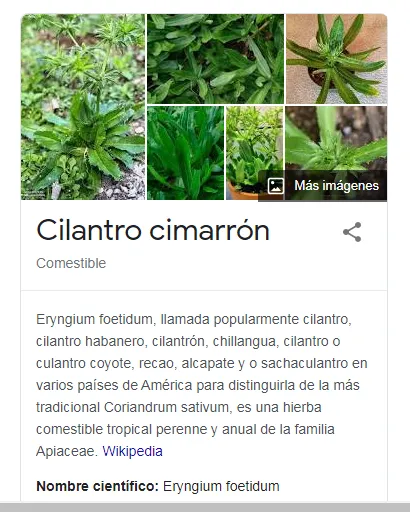 Cilantro cimarron.png