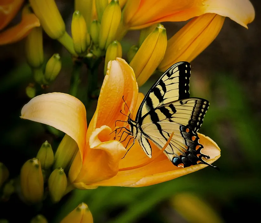 butterfly-144053_960_720.jpg