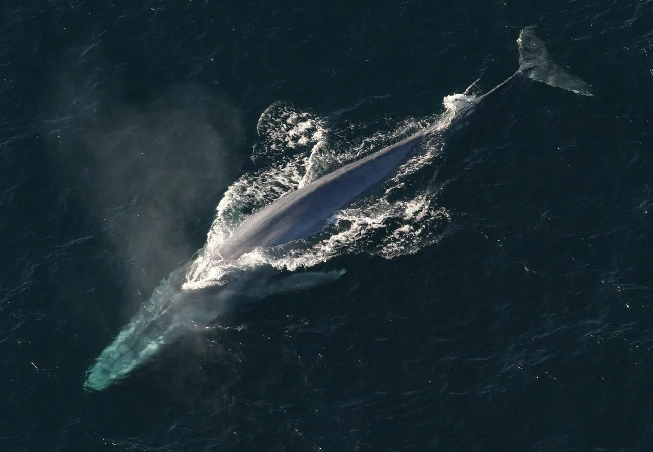blue-whale-1198719_1920 - Copy.jpg