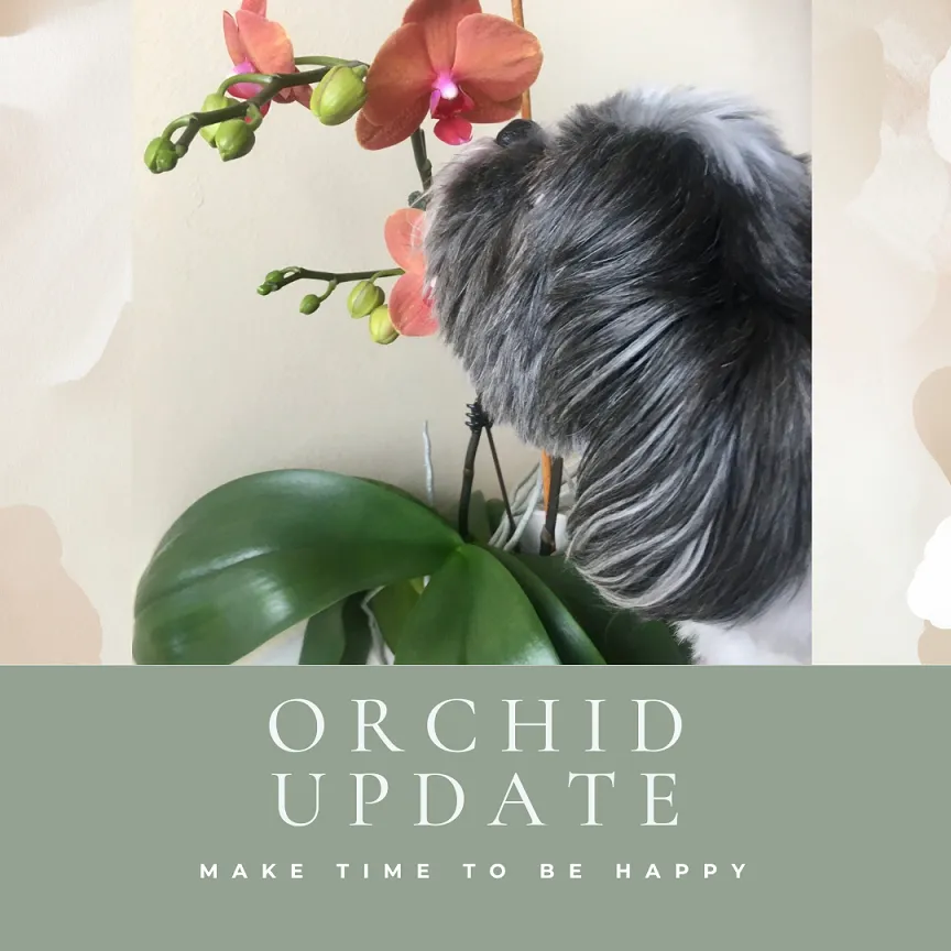 000 - Orchid Update Banner.png