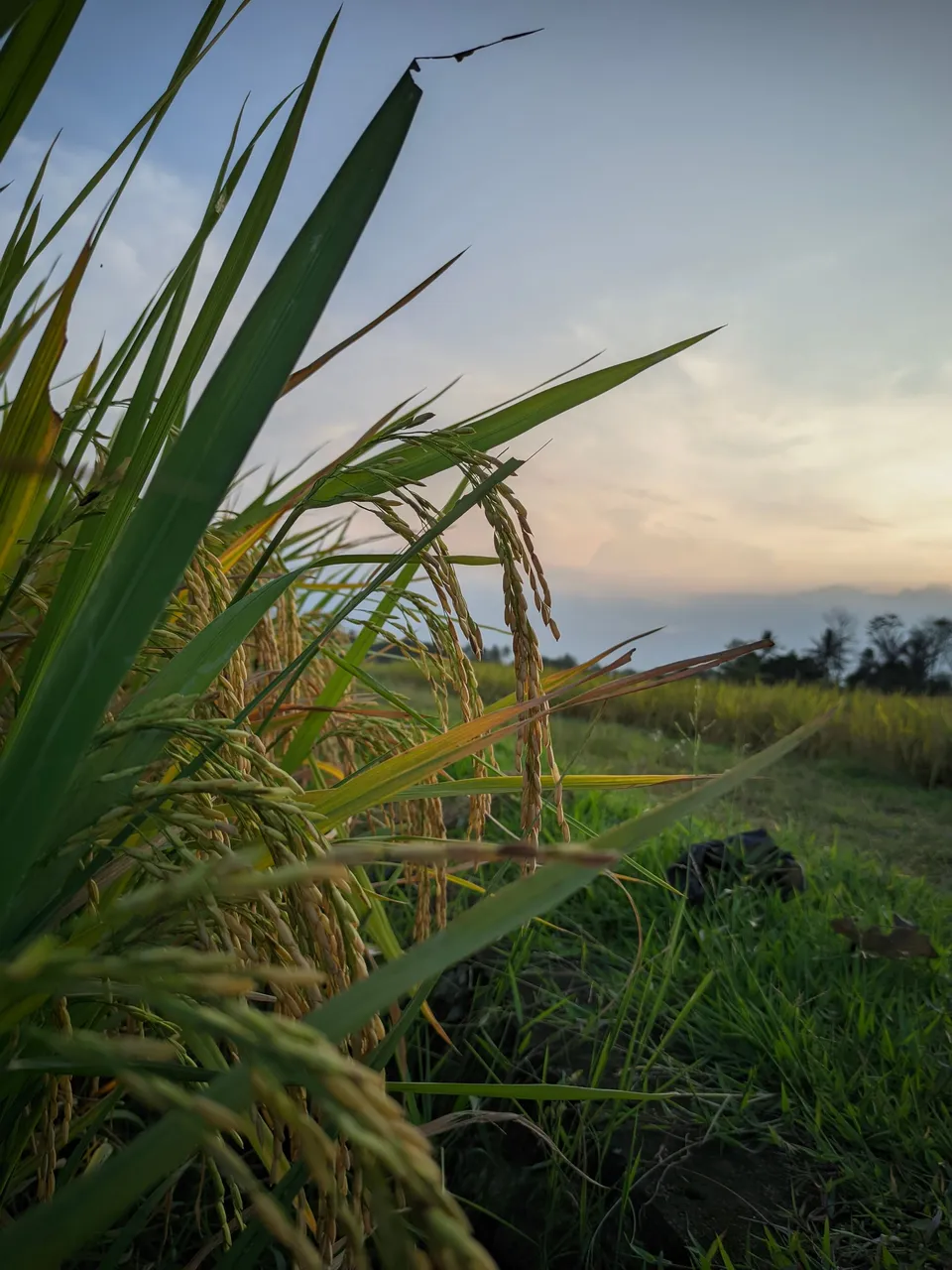 ©Seputar Gcam20240210_181647_📍Iphone 16 HDR LMC📍Format YUV.jpg