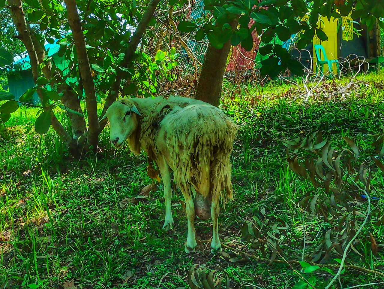 6a.jpg
