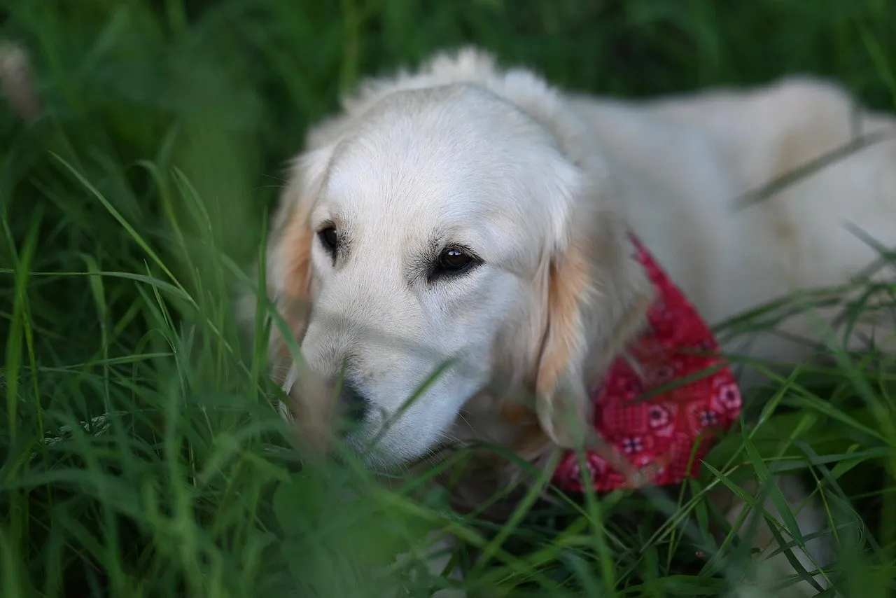 golden-retriever-vyctorio-9652841_1280.jpg