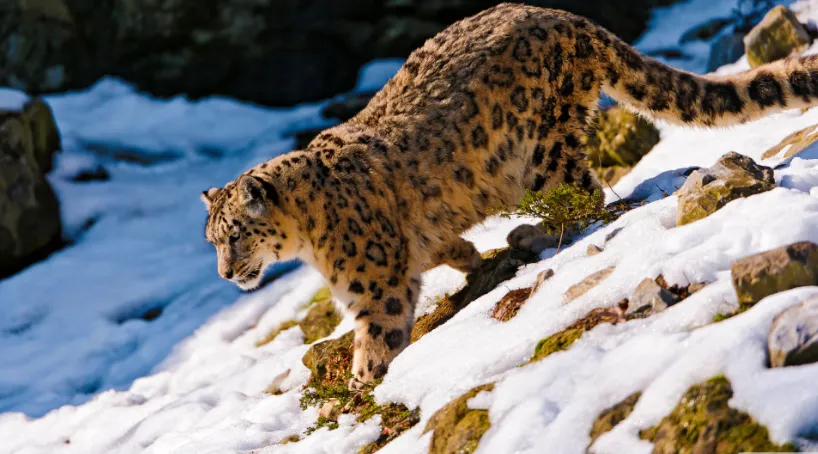 snow_leopard.png