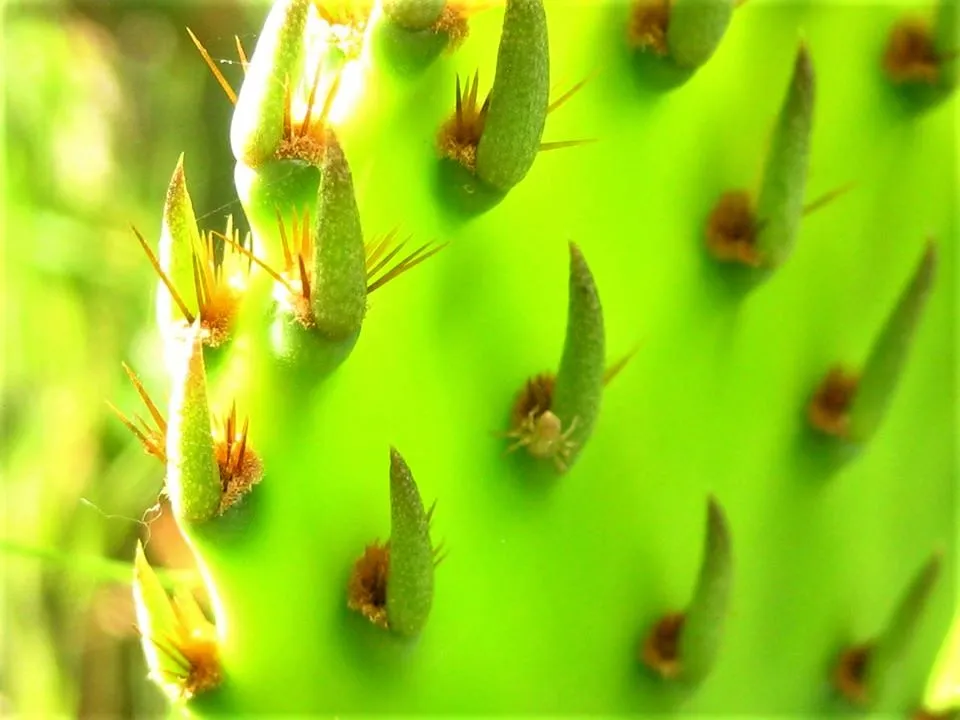 Cactus Shine.jpg