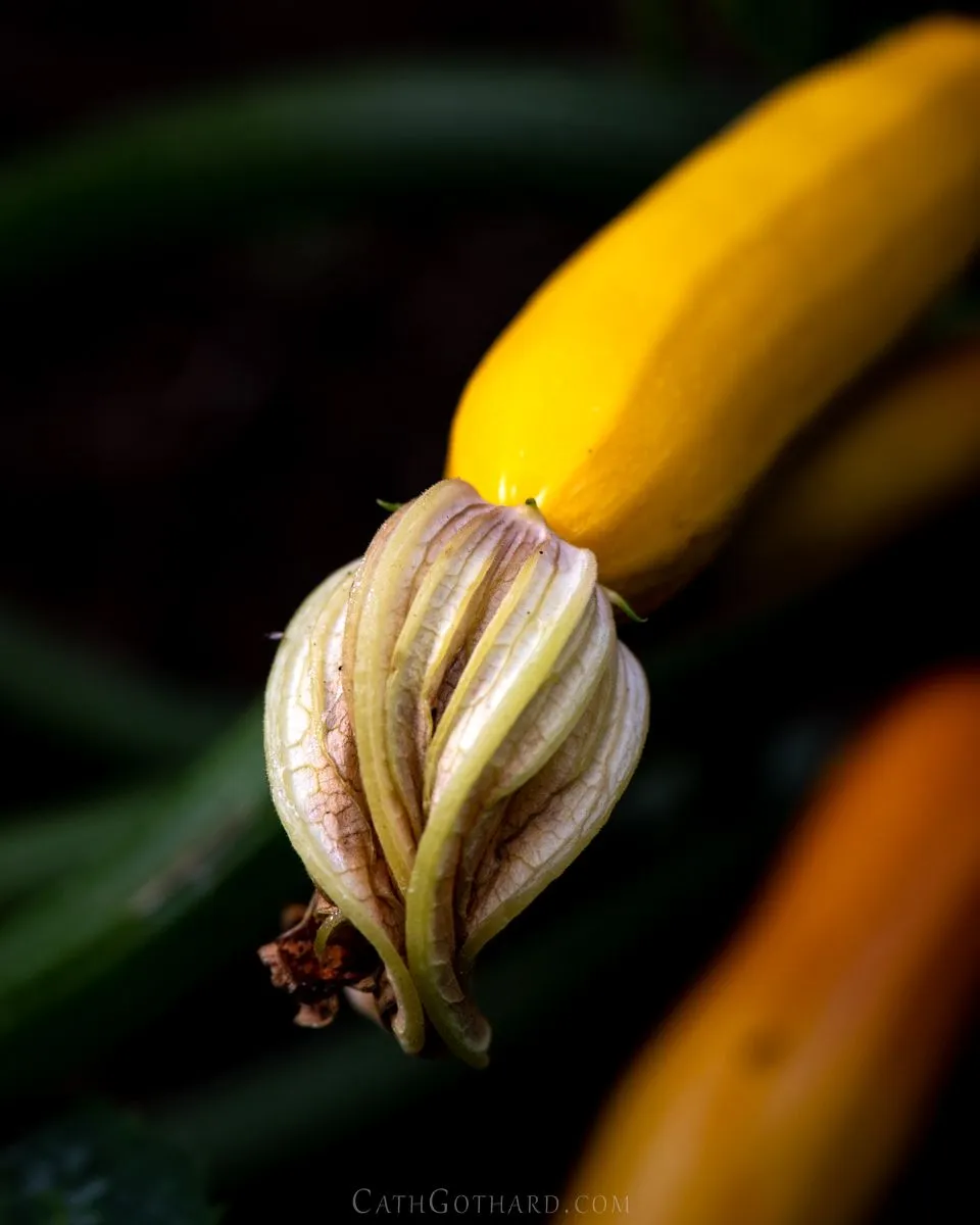 22-07-23_Allotment-3.jpg