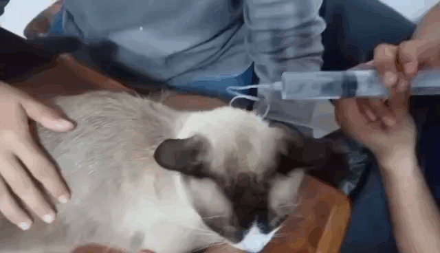 video_2025-05-22_18-44-15.gif