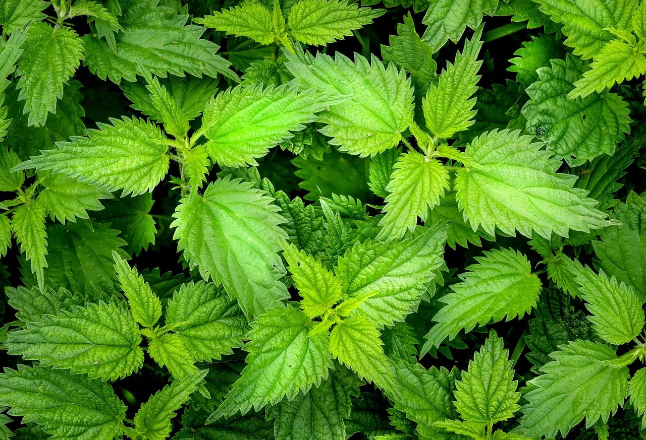 nettle-ged637911e_1920.jpg