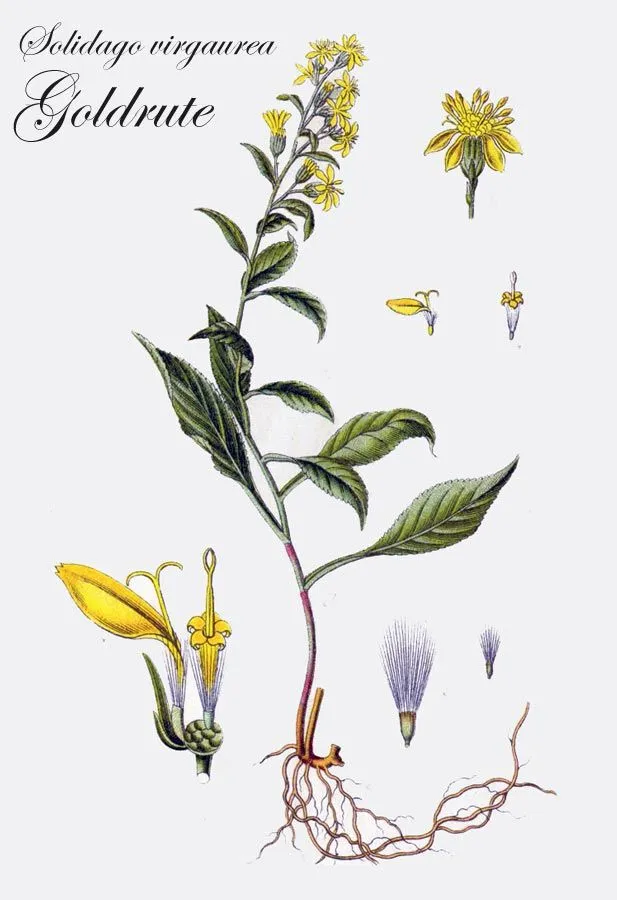 solidago virgaaurea.jpg