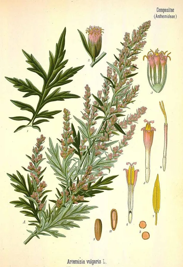 beifuss-artemisia-vulgaris-zeichnung.jpg