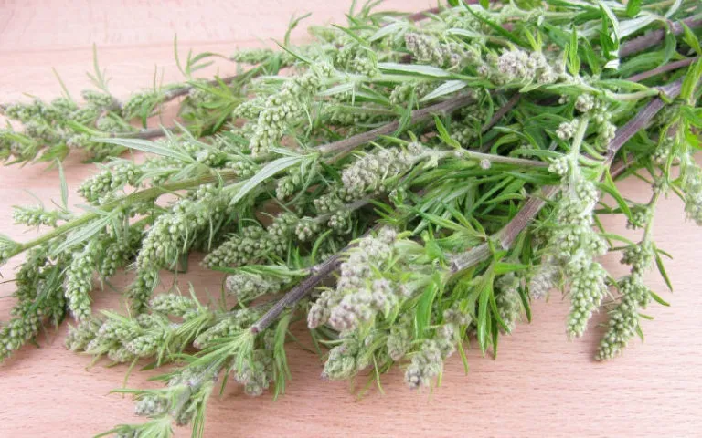 artemisia-vulgaris-beifuss-768x480.jpg