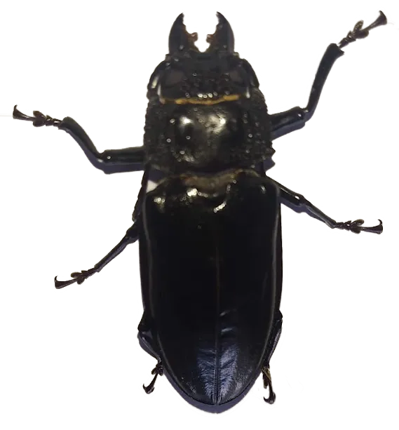 pet-giant2.png