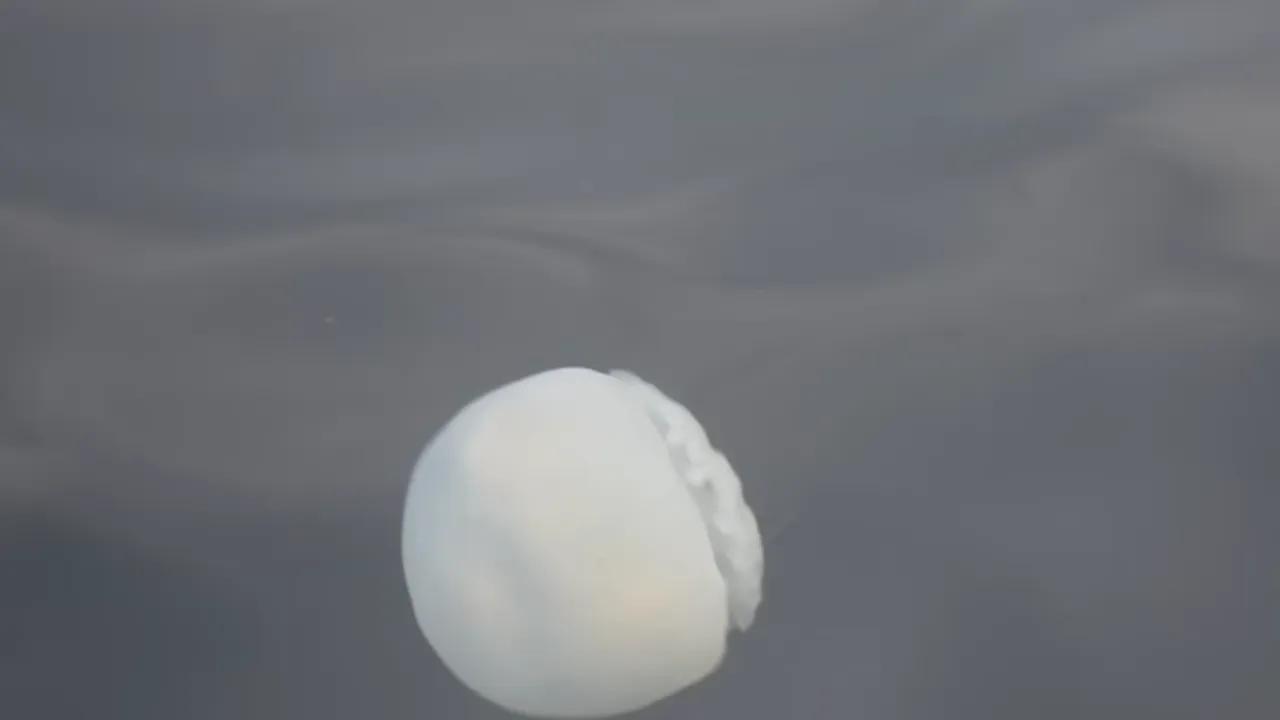 7834685'06'097.png