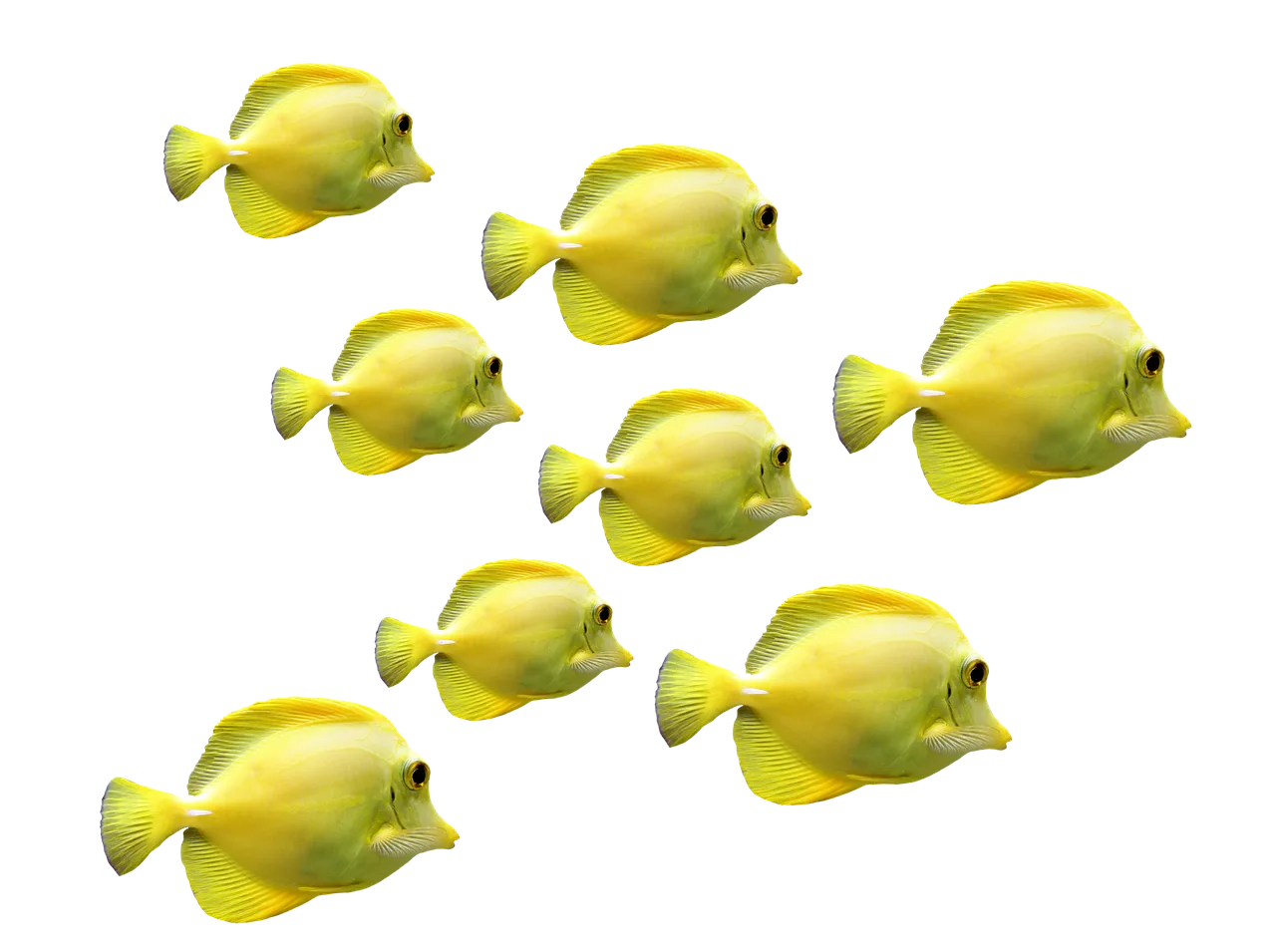 fishes-2817329_1280.png