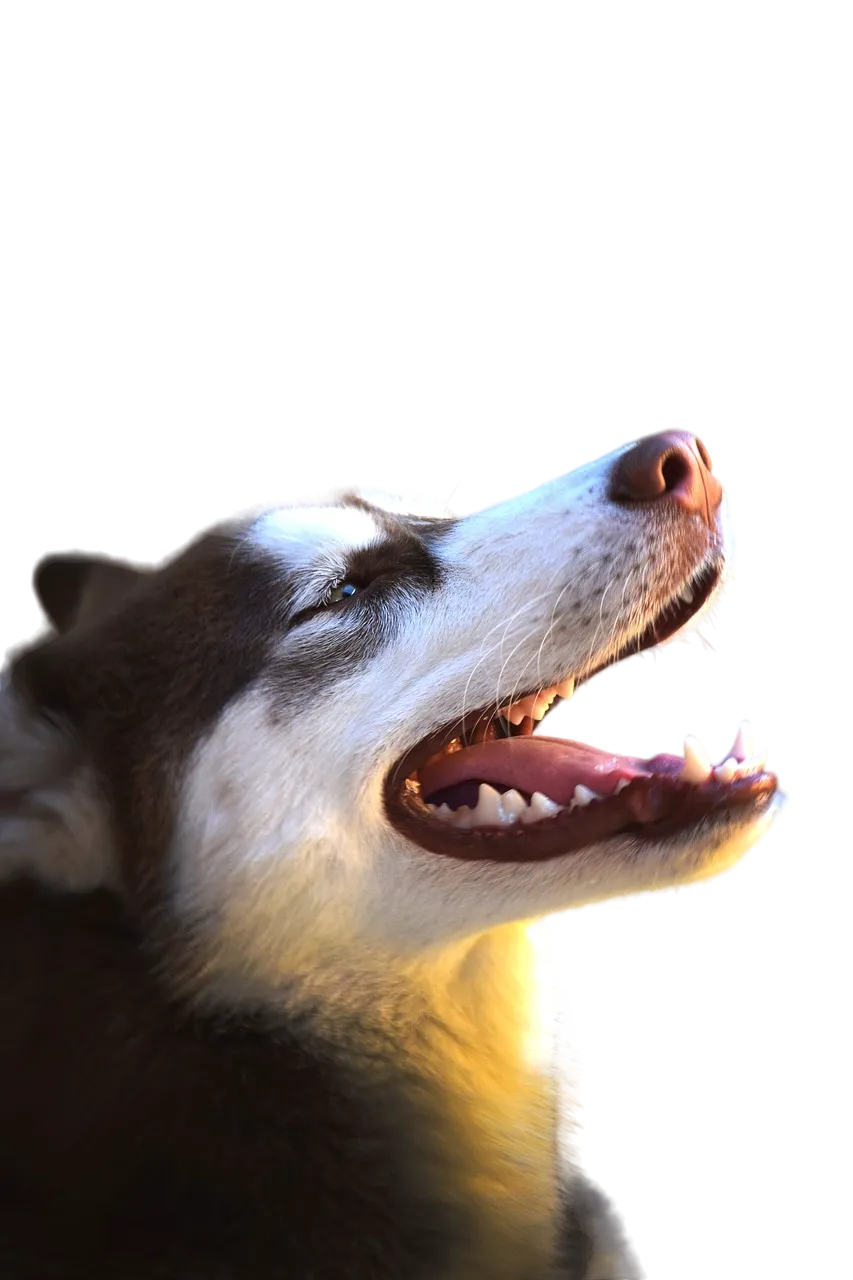 mammal-3241556_1280-Photoroom.png