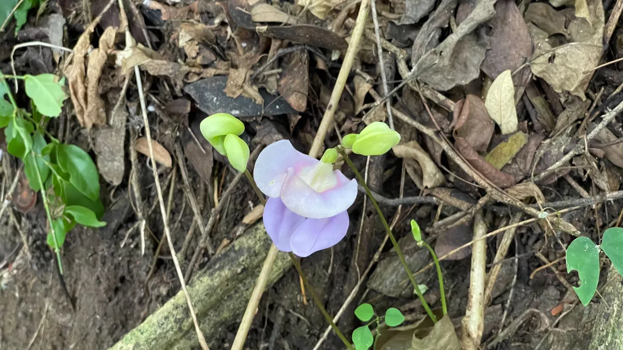 ButterflyPea_LaFila.jpg