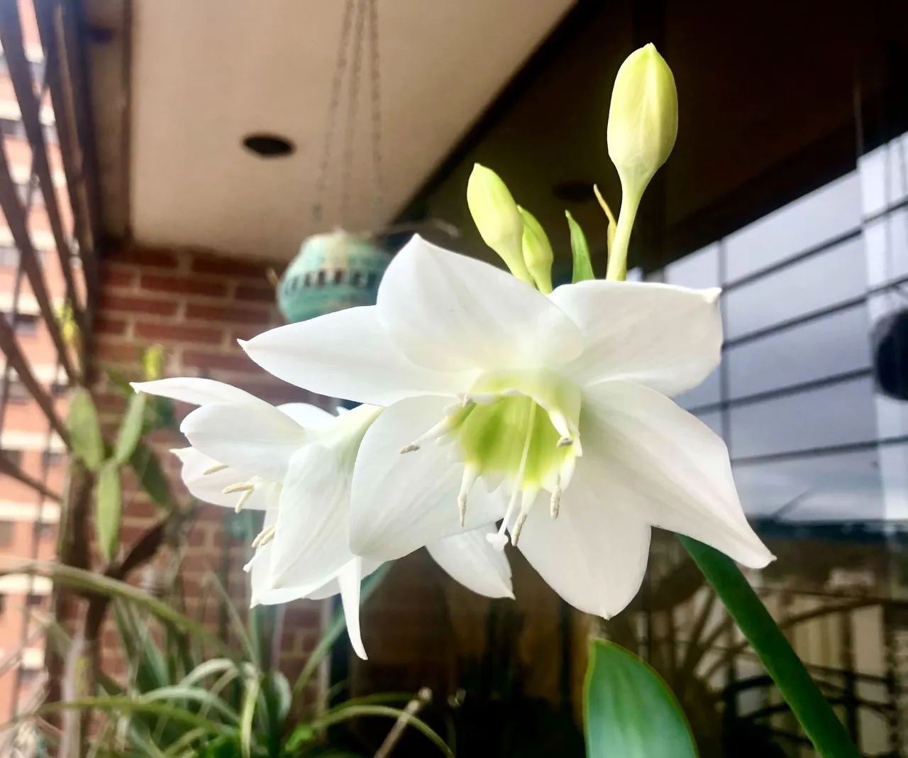 AmazonLillies1.jpg