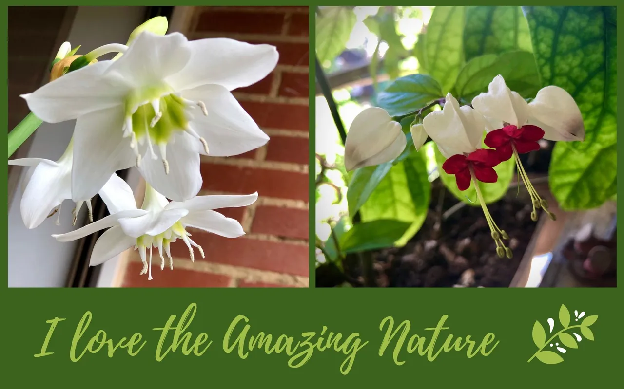 ILoveTheAmazingNature2.jpg