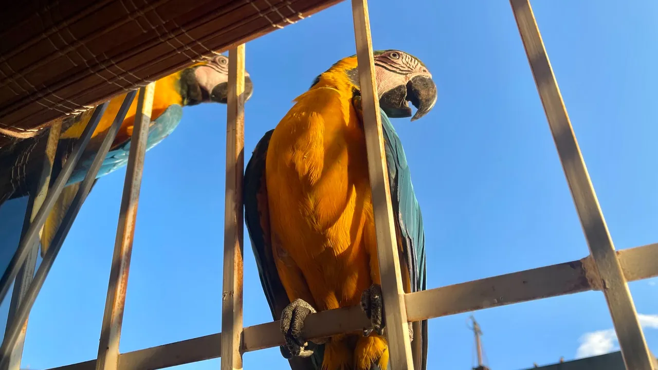 Guacamayas6_Oct2023.jpg