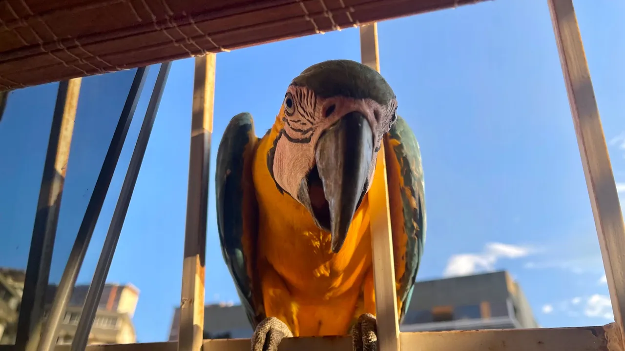 Guacamayas3_Oct2023.jpg