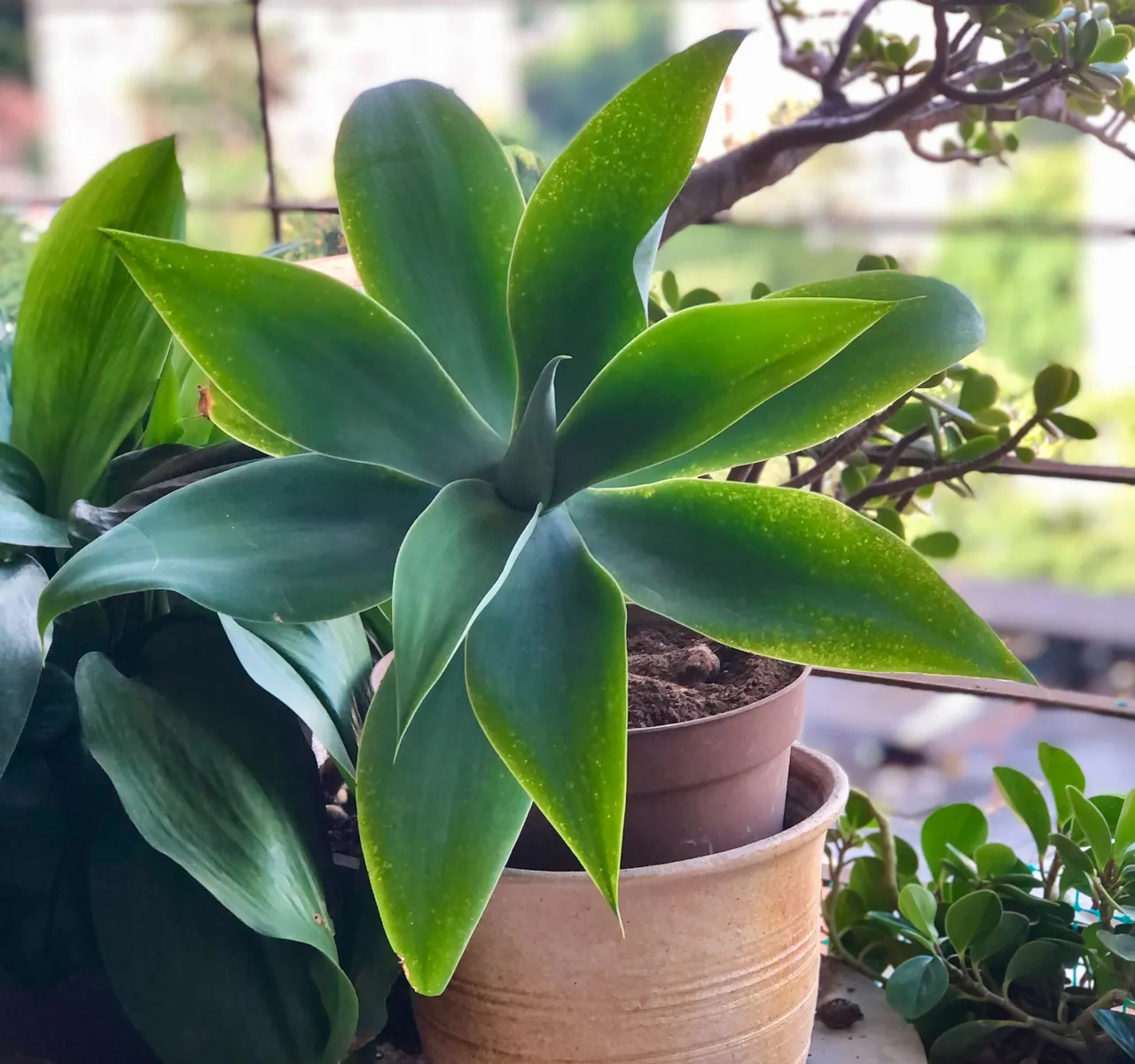 FoxtailAgave.jpg